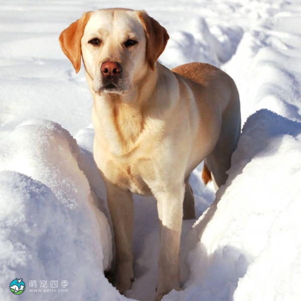 拉布拉多寻回犬-12