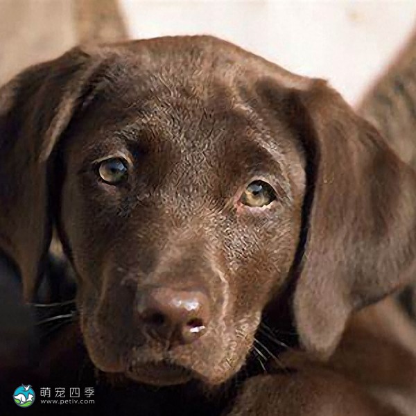 拉布拉多寻回犬-13