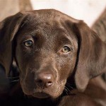 拉布拉多寻回犬-缩略图-13