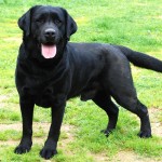 拉布拉多寻回犬-缩略图-14