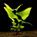 三角榕-缩略图-1