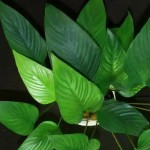 三角榕-缩略图-2