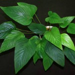 三角榕-缩略图-4