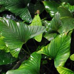 三角榕-缩略图-5