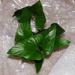 三角榕-缩略图-6