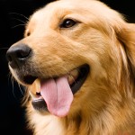 金毛寻回犬-缩略图-1