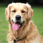 金毛寻回犬-缩略图-2