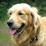 金毛寻回犬-缩略图-3