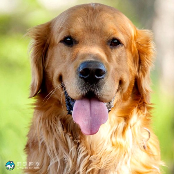 金毛寻回犬-4