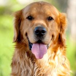 金毛寻回犬-缩略图-4