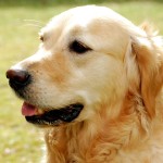 金毛寻回犬-缩略图-5