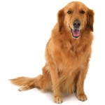 金毛寻回犬-缩略图-6