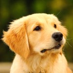 金毛寻回犬-缩略图-7