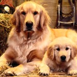 金毛寻回犬-缩略图-8