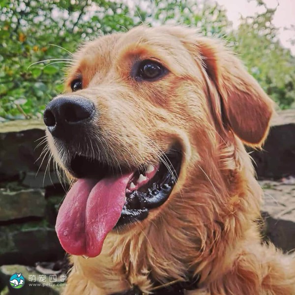 金毛寻回犬-9
