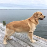 金毛寻回犬-缩略图-10