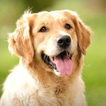 金毛寻回犬-缩略图-11