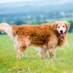 金毛寻回犬-缩略图-12