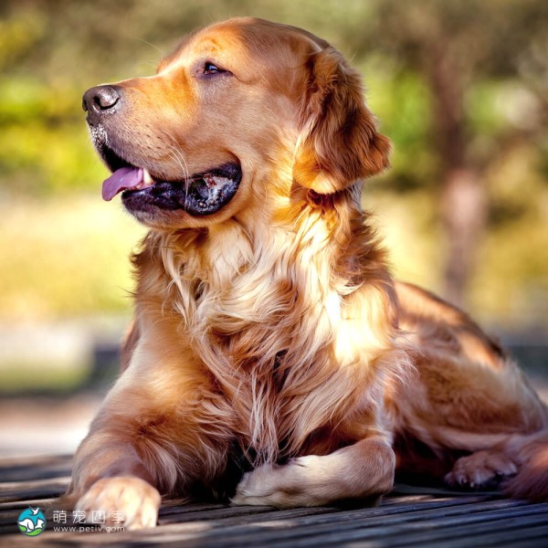 金毛寻回犬-13