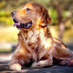 金毛寻回犬-缩略图-13