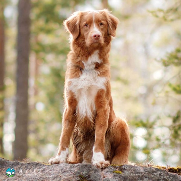 新斯科舍诱鸭寻回猎犬-1