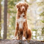 新斯科舍诱鸭寻回猎犬-缩略图-1