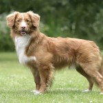 新斯科舍诱鸭寻回猎犬-缩略图-2