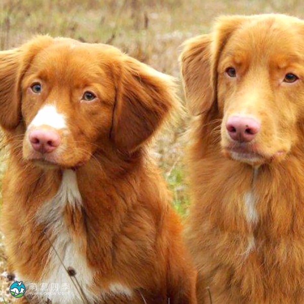 新斯科舍诱鸭寻回猎犬-3