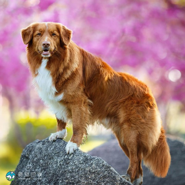 新斯科舍诱鸭寻回猎犬-4