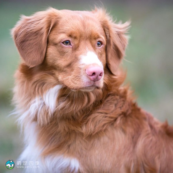 新斯科舍诱鸭寻回猎犬-5