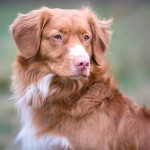 新斯科舍诱鸭寻回猎犬-缩略图-5