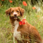 新斯科舍诱鸭寻回猎犬-缩略图-6