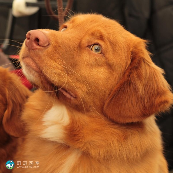 新斯科舍诱鸭寻回猎犬-7