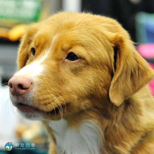 新斯科舍诱鸭寻回猎犬-8