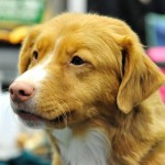 新斯科舍诱鸭寻回猎犬-缩略图-8