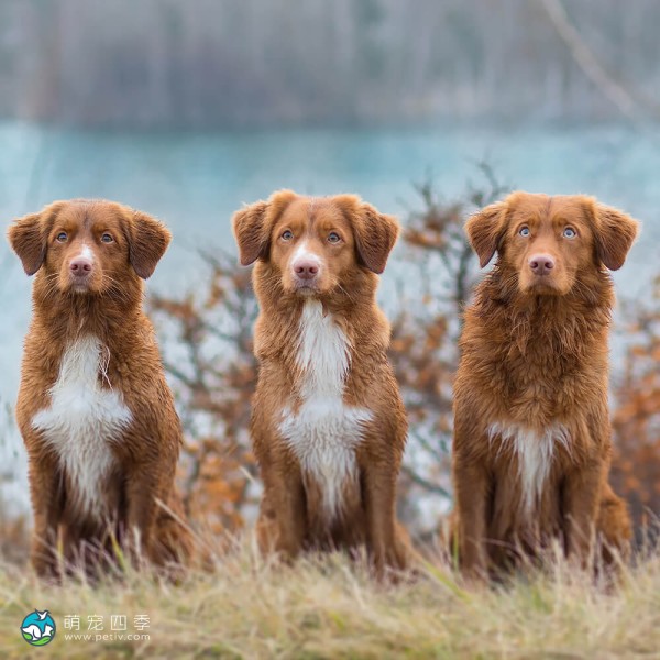 新斯科舍诱鸭寻回猎犬-9