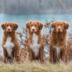 新斯科舍诱鸭寻回猎犬-缩略图-9