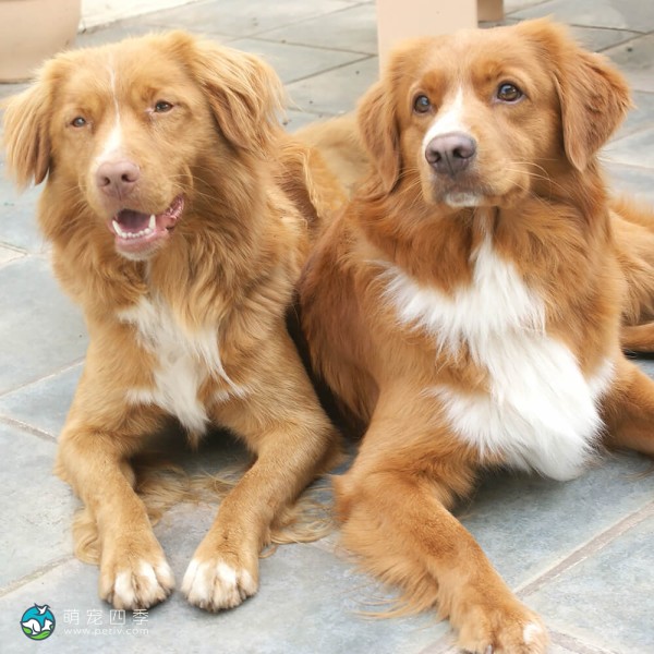 新斯科舍诱鸭寻回猎犬-10