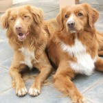 新斯科舍诱鸭寻回猎犬-缩略图-10