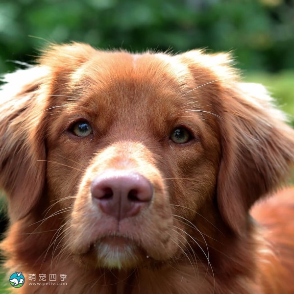 新斯科舍诱鸭寻回猎犬-11