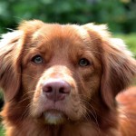 新斯科舍诱鸭寻回猎犬-缩略图-11