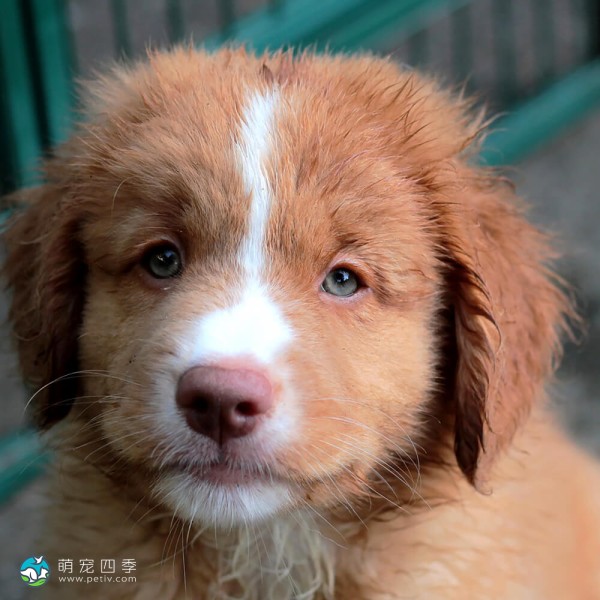 新斯科舍诱鸭寻回猎犬-12