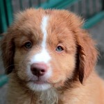 新斯科舍诱鸭寻回猎犬-缩略图-12