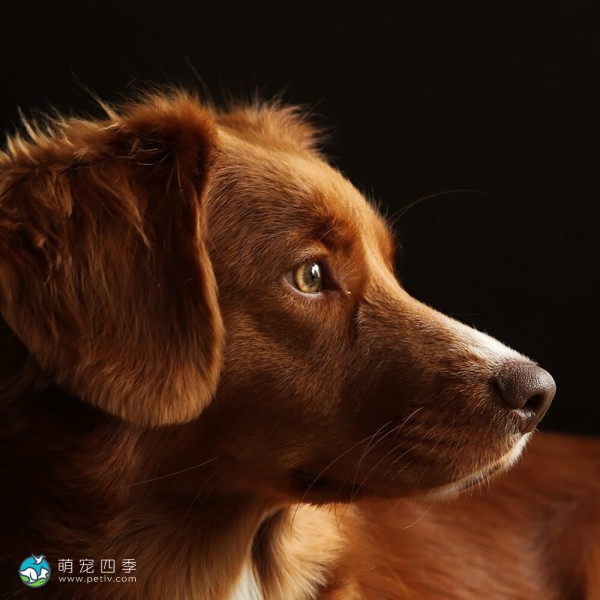 新斯科舍诱鸭寻回猎犬-13