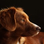 新斯科舍诱鸭寻回猎犬-缩略图-13