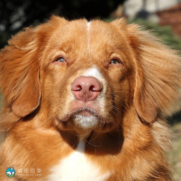 新斯科舍诱鸭寻回猎犬-14