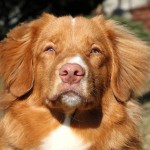 新斯科舍诱鸭寻回猎犬-缩略图-14