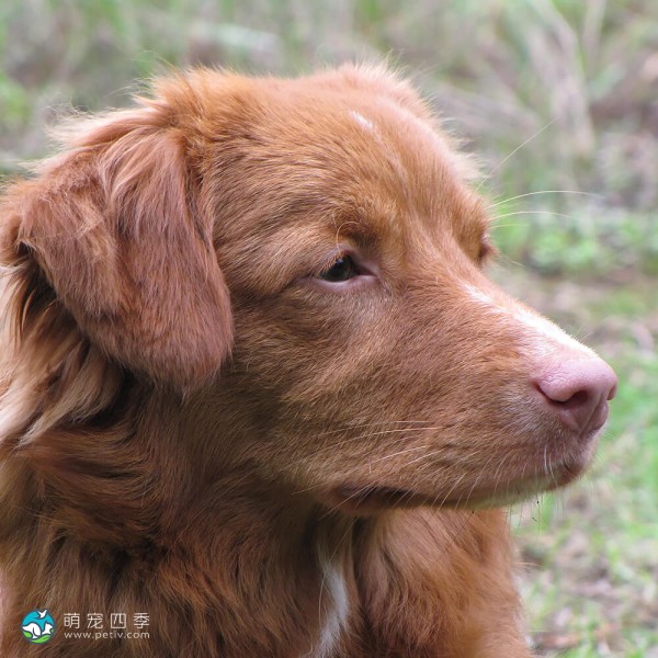 新斯科舍诱鸭寻回猎犬-15