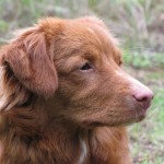 新斯科舍诱鸭寻回猎犬-缩略图-15