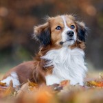 库科亨德犬-缩略图-1